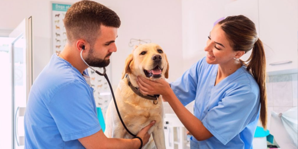PARABÉNS AO MÉDICO VETERINÁRIO!